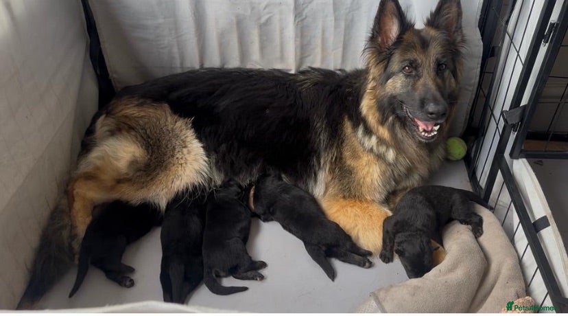 German Shepherd dogs KC German Shepherd puppies- Long established line - Advert 1