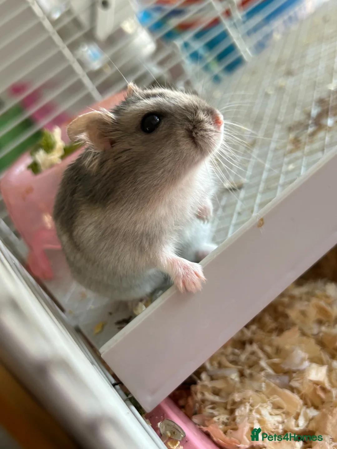 Hamster rodents for sale: female hamster  in Gloucester - Advert 4