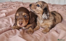 Miniature Dachshund dogs for sale: Long hair minature dachshunds - Image 27
