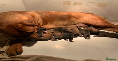 Boxer dogs - Advert 11