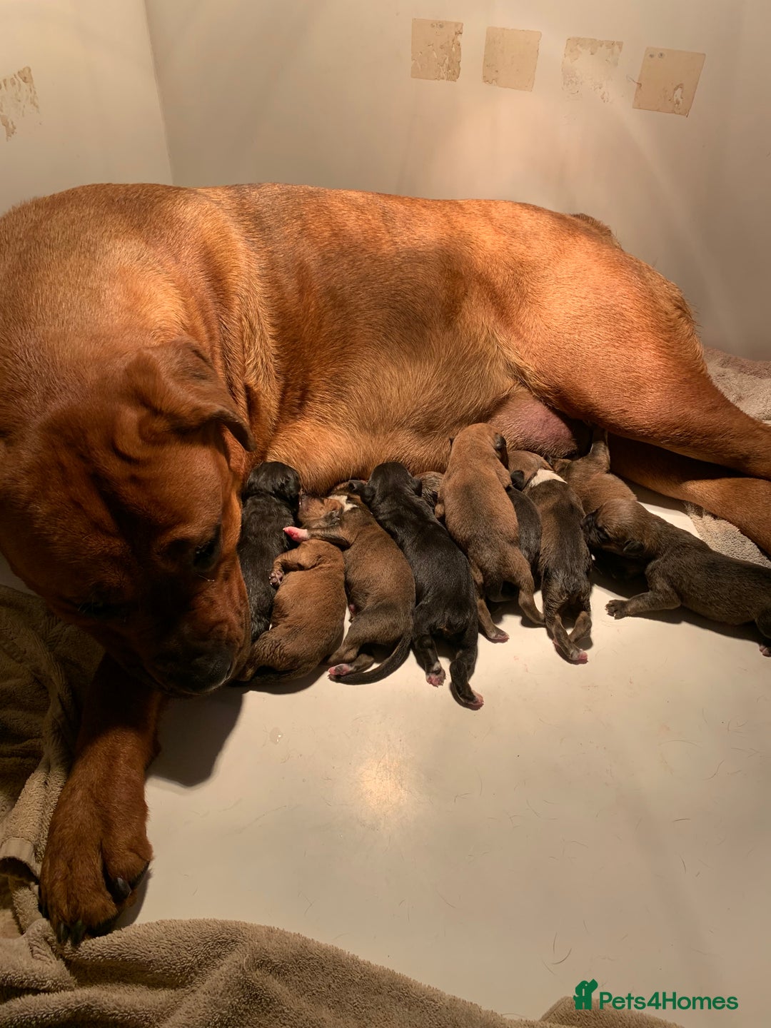 Boxer dogs for sale: Boxerx - Image 7