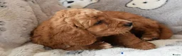 Cockapoo dogs for sale: 4 beautiful female cockapoos for sale - Advert 10