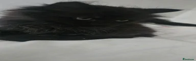 Norwegian Forest Cat 4