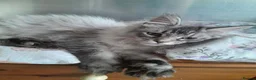 Maine Coon cats for sale: black silver/smoke TICA 3G boy&girl maine coon - Advert 9