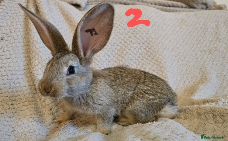 Continental Giant rabbits - Advert 2