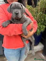 Mixed Breed dogs - Advert 5