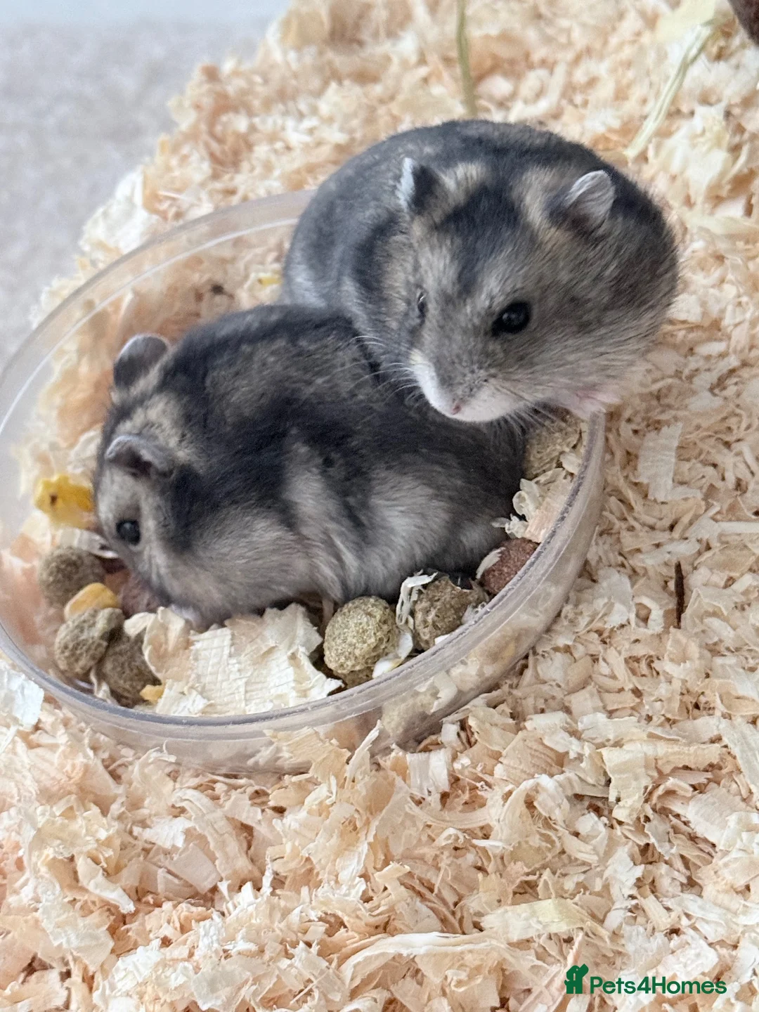 Hamster rodents for sale: Russian Dwarf hamsters  - Advert 4