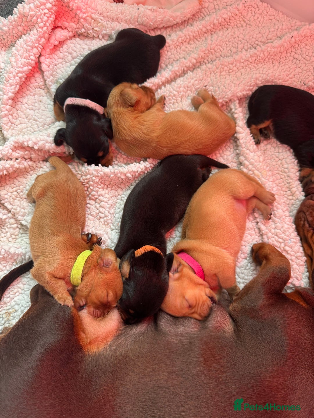 Miniature Dachshund dogs for sale: Beautiful miniature dachunds smooth/long coat - Image 2