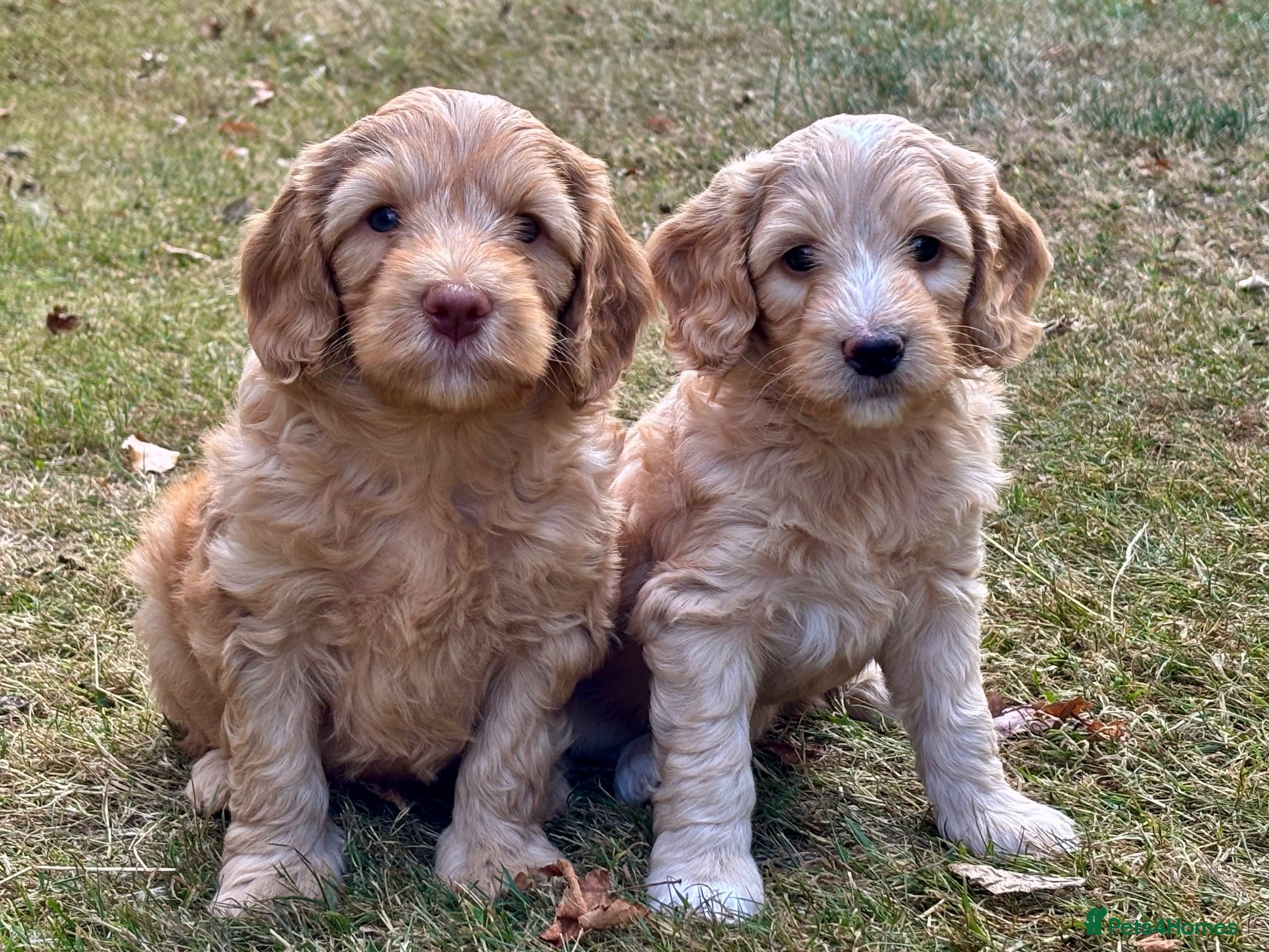 Australian Labradoodle dogs Fantastic breeding! Canadian & Australian lines - Advert 2