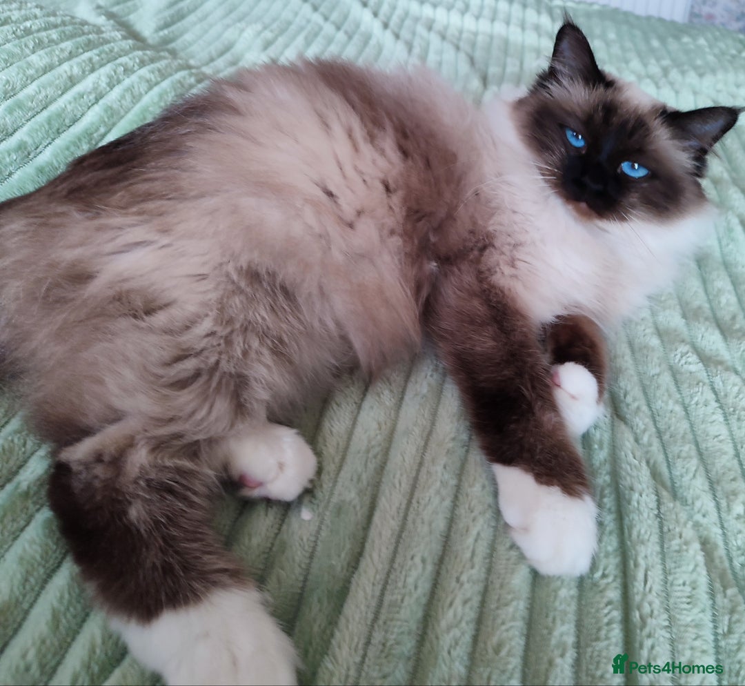 Birman cats for sale: GORGEOUS SEAL PT. ADULT FEMALE - Image 2