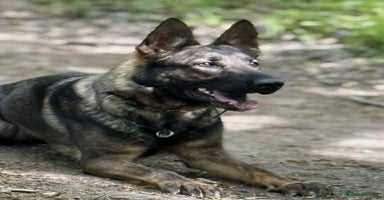 Mixed Breed dogs - Advert 2