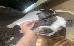 Mixed Breed dogs for sale: Last boy ready to go  - Image 1