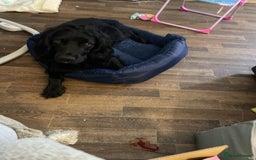 Cocker Spaniel dogs for stud: Milo is looking to mate  - Image 2