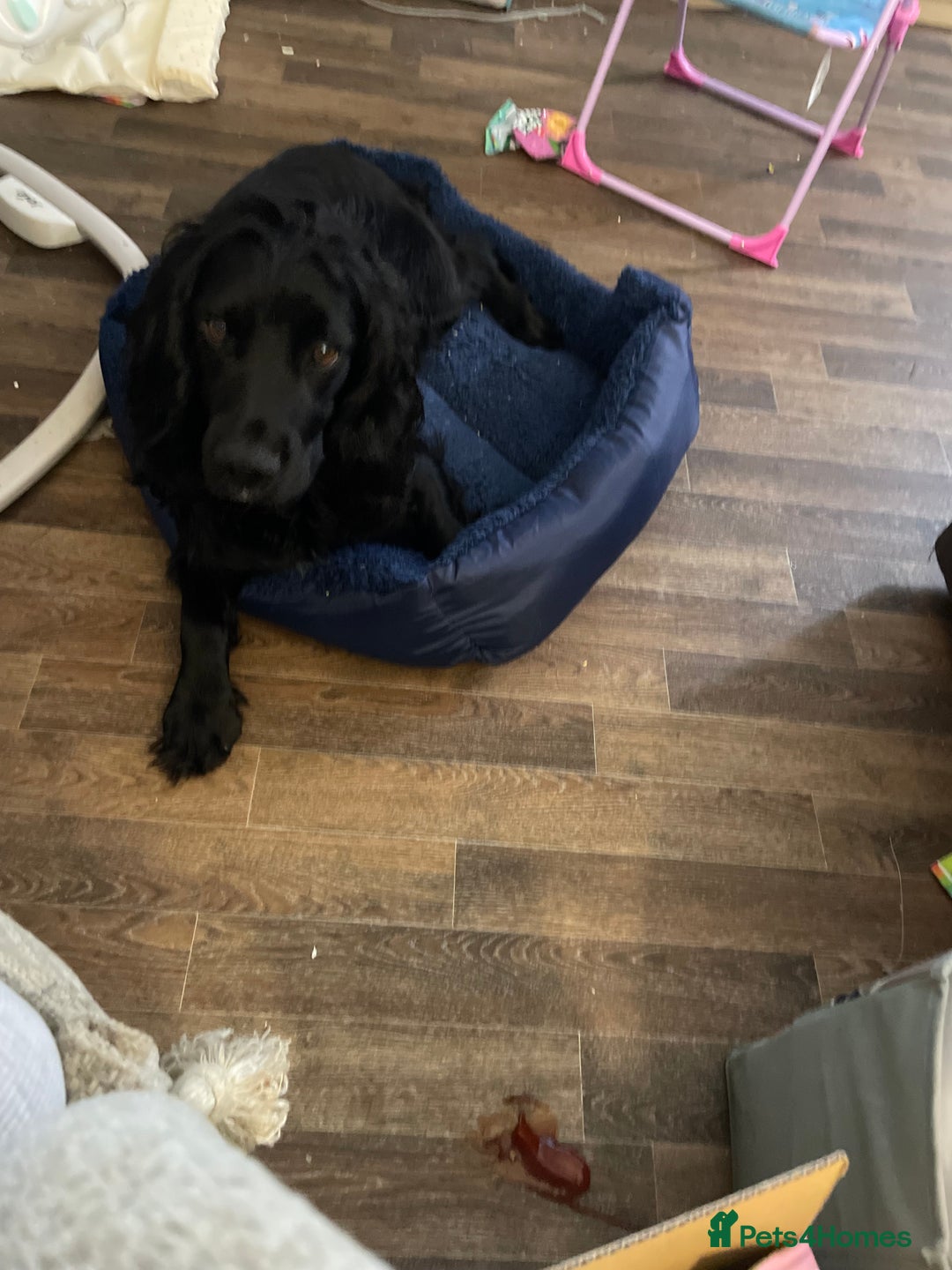 Cocker Spaniel dogs for stud: Milo is looking to mate  - Image 2