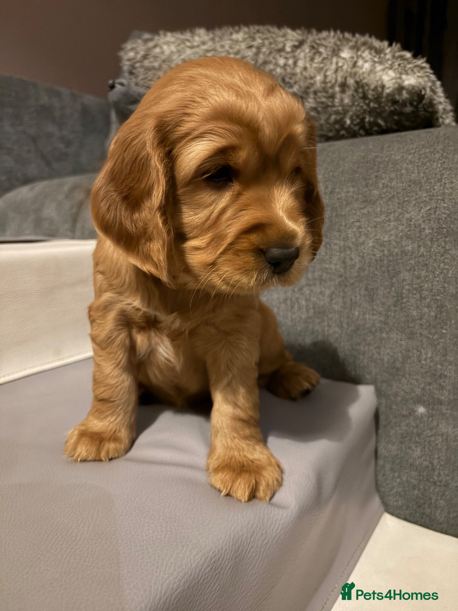 Cocker Spaniel dogs Cocker spaniel puppies  - Advert 1