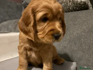 Cocker Spaniel dogs Cocker spaniel puppies - Advert 1