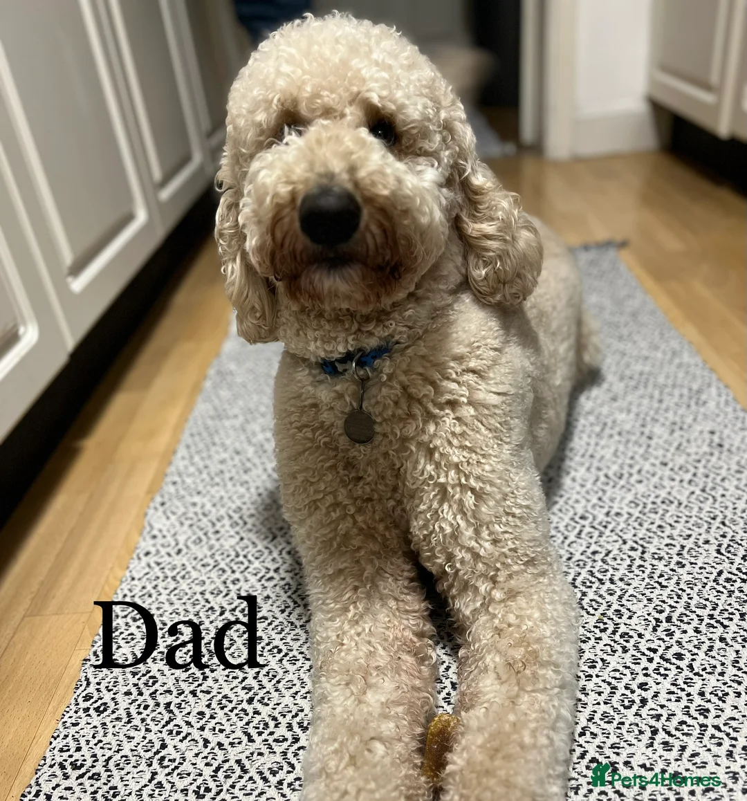 Mixed Breed dogs for sale: Exceptional Australian labradoodle /Double Doodles - Advert 14