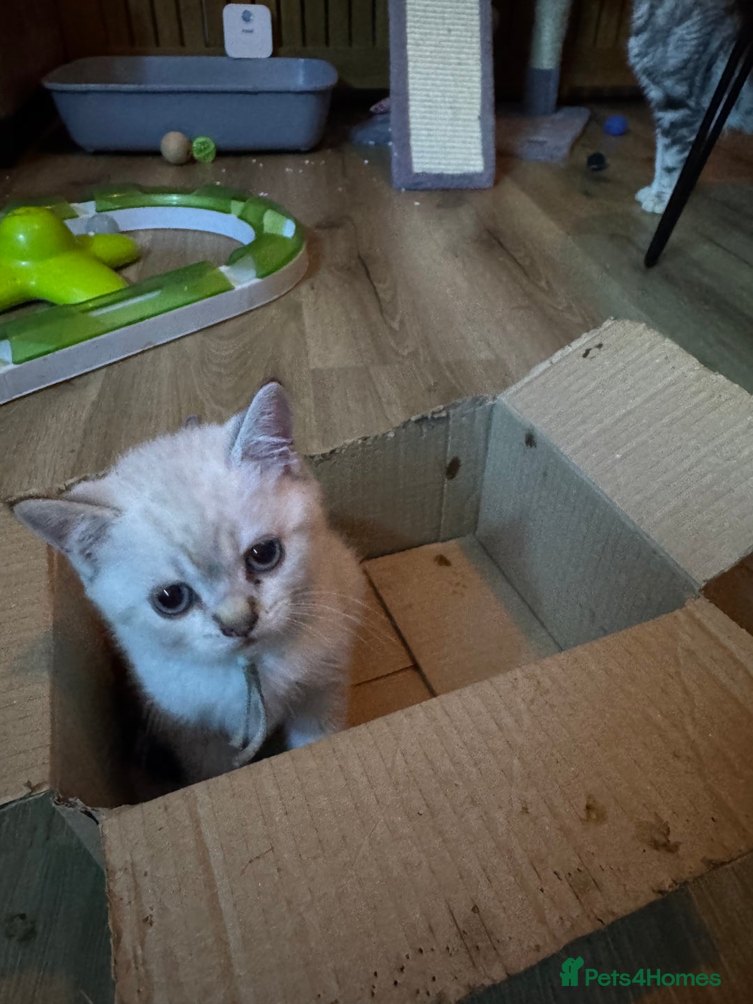 British Shorthair cats for sale:  British shorthair colourpoint pedigree kittens  - Image 11