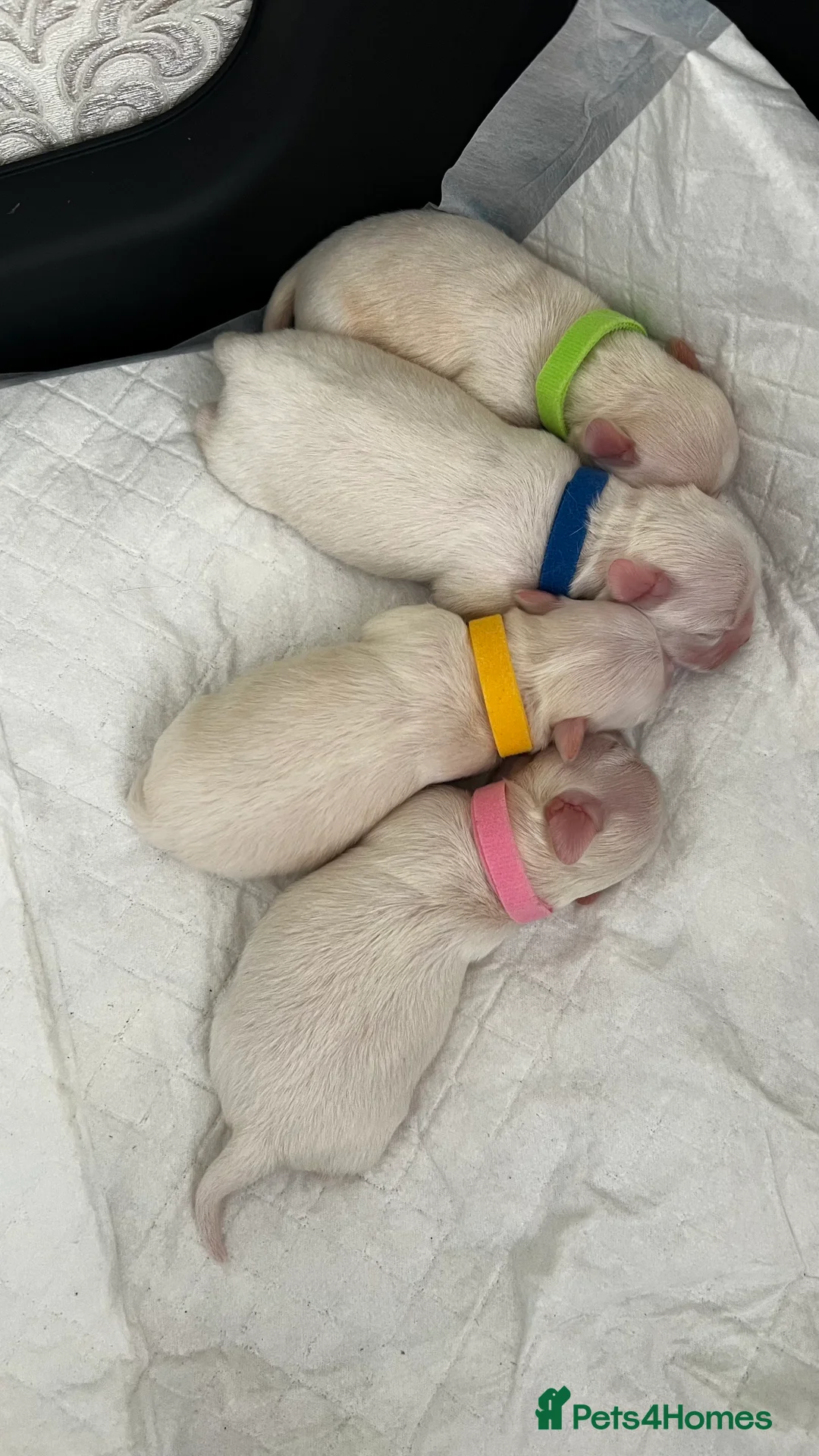 Chihuahua dogs for sale:  Long Coat Chihuahua Puppies - Advert 7