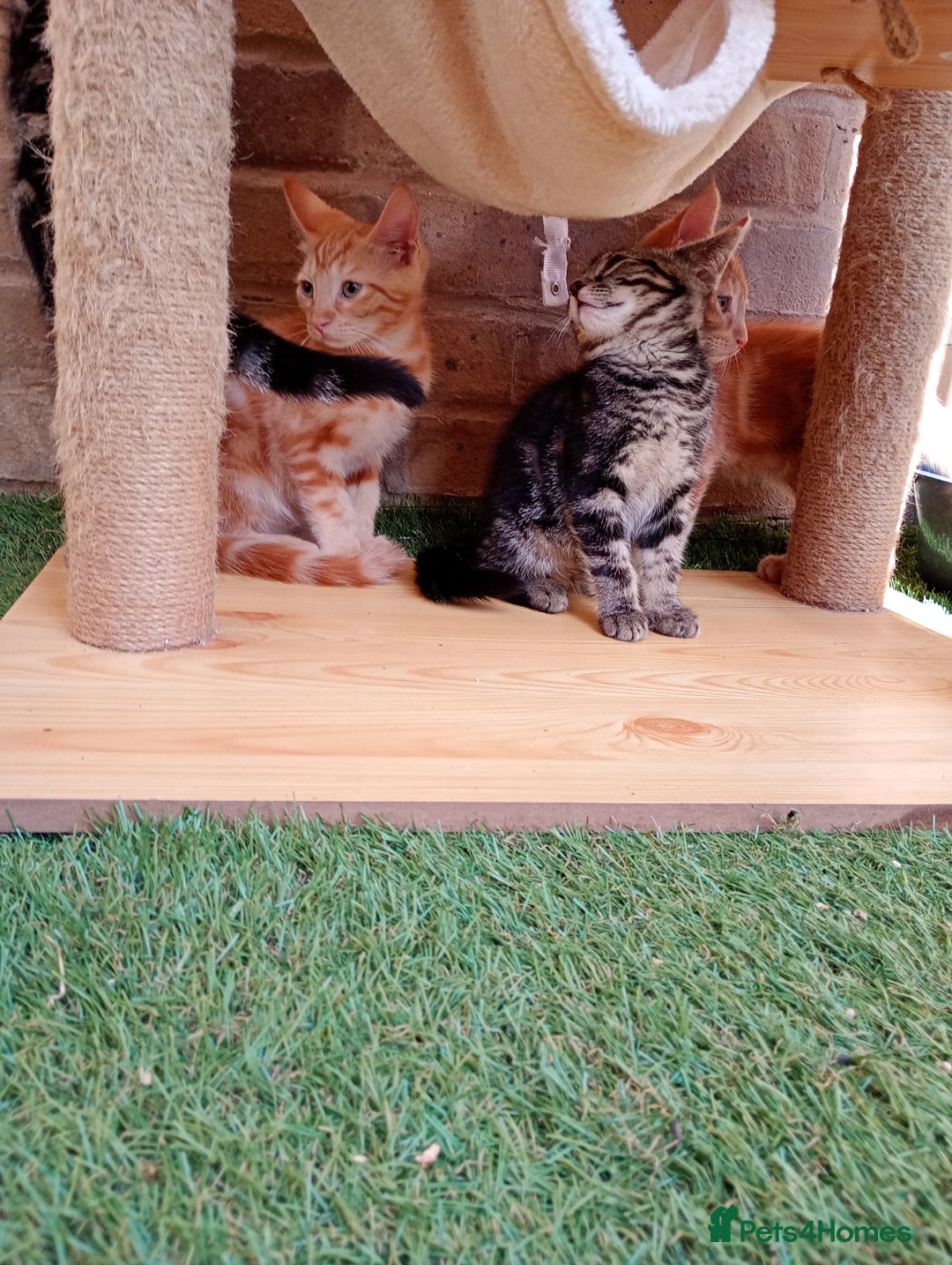 British Shorthair cats for sale: Beautiful British shorthair kittens 90£ for two in West Drayton - Image 15