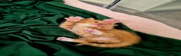 Mixed Breed cats for sale: Beautiful Playful Ginger & Tri-Colour Kittens 🐾 - Advert 25
