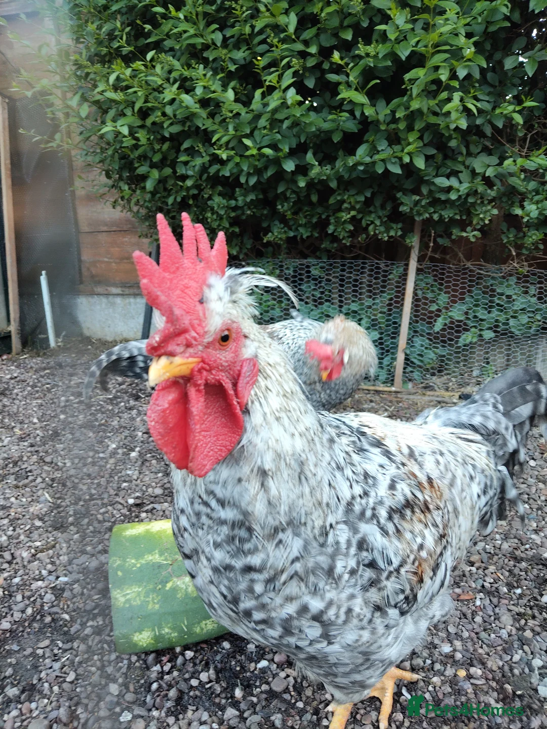 Chickens poultry for sale: Cream legbar rooster  - Advert 3