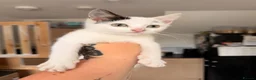 Domestic Shorthair cats for sale: 9 week old Female Kitten  in Stoke-on-Trent - Advert 2