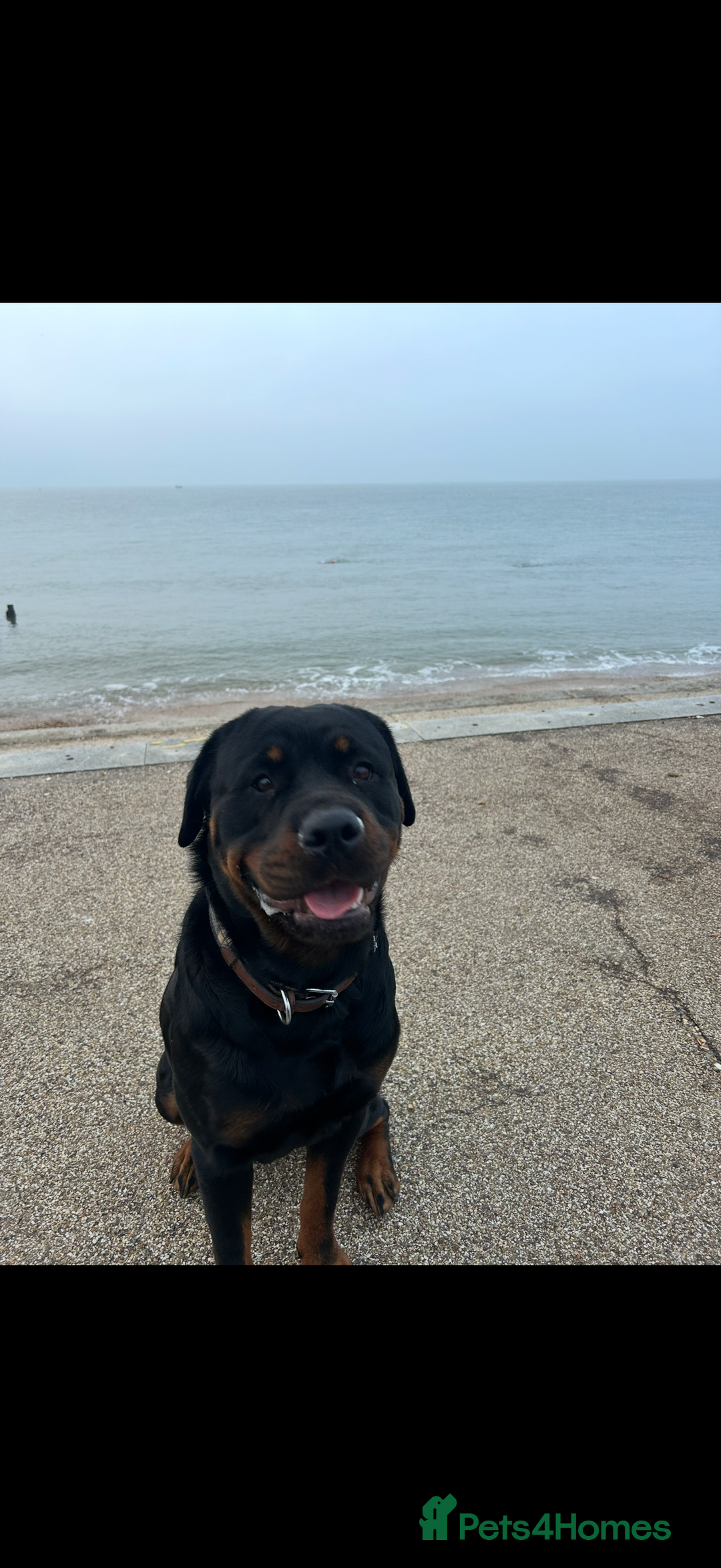 Rottweiler dogs for sale: 3yr old Female Rottweiler  - Advert 1