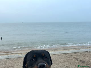Rottweiler dogs 3yr old Female Rottweiler - Advert 7