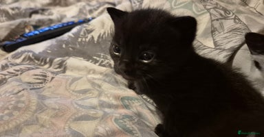 Domestic Shorthair cats 1 black and white female available  - Advert 12