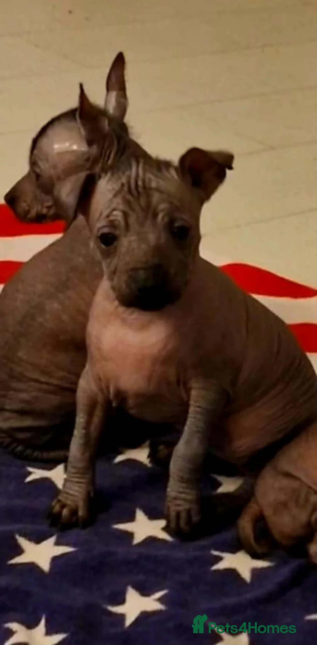 Mexican Hairless dogs for sale: 1 mini girl naked 1400 - Advert 22