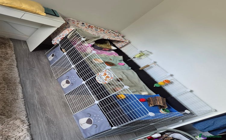 Guinea Pig rodents - Advert 13
