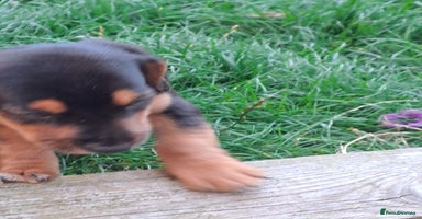 Mixed Breed dogs - Advert 16