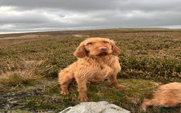 Hungarian Vizsla dogs for sale: Hungarian Wire Haired Vizsla  - Image 1