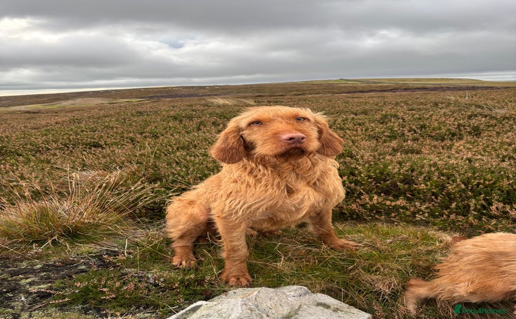 Hungarian Vizsla dogs - Advert 1