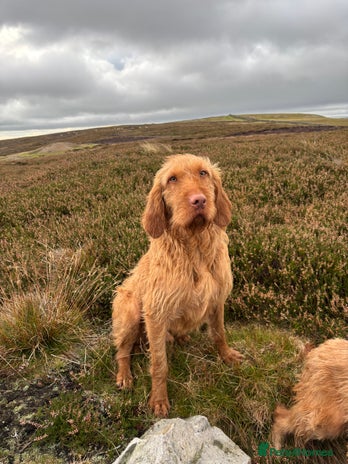 Hungarian Vizsla dogs - Advert 1