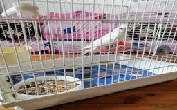 Cockatiels birds for sale: Range Of Cockatiels *read description - Image 5