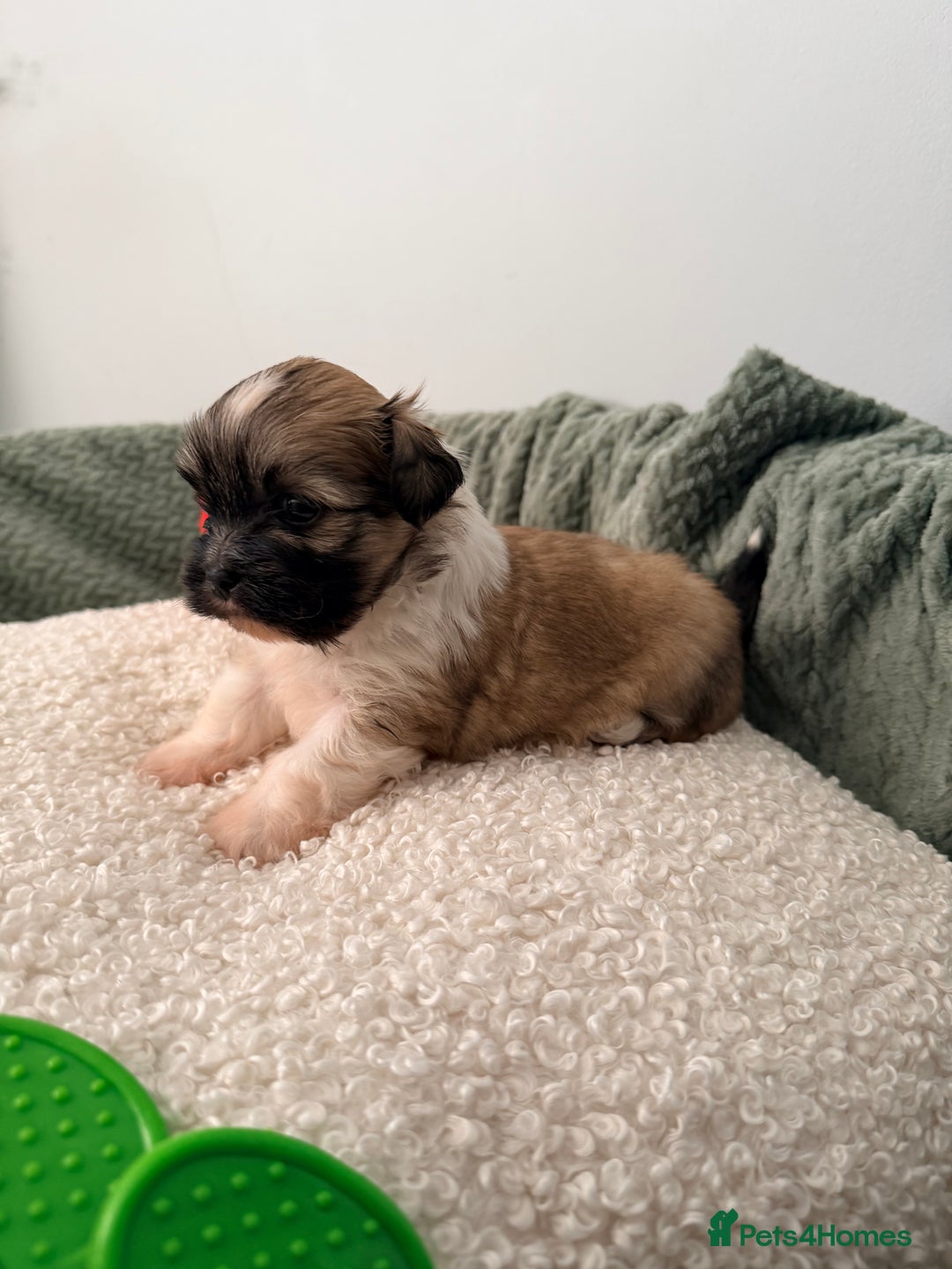 Lhasa Apso dogs for sale: Beautiful litter of KC Lhasa Apso puppies  - Advert 8