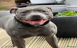 Staffordshire Bull Terrier dogs for stud: BLUE SIRAS PROVEN STUD Champion bloodlines  in Stroud - Image 3