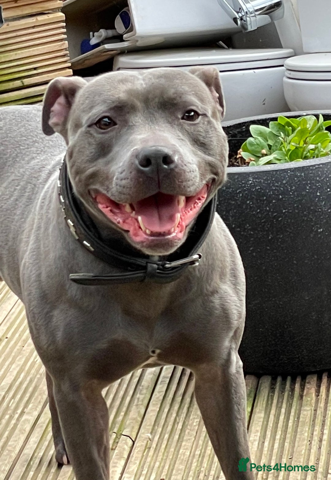 Staffordshire Bull Terrier dogs for stud: BLUE SIRAS PROVEN STUD Champion bloodlines  in Stroud - Image 3