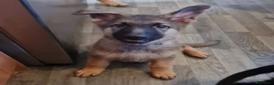 German Shepherd 1