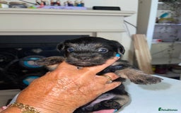Mixed Breed dogs for sale: Adorable puppies - Image 9