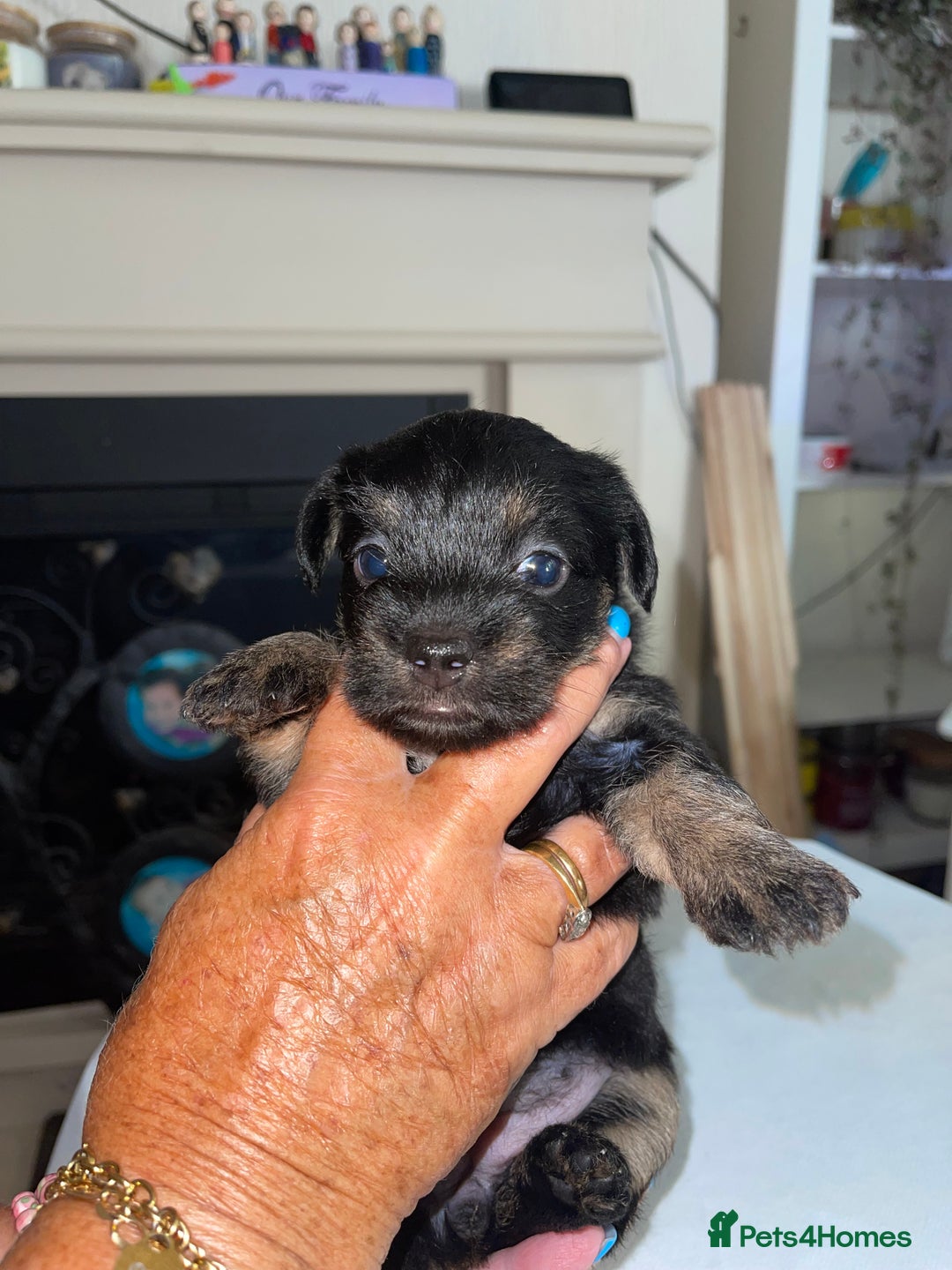 Mixed Breed dogs for sale: Adorable puppies - Image 9