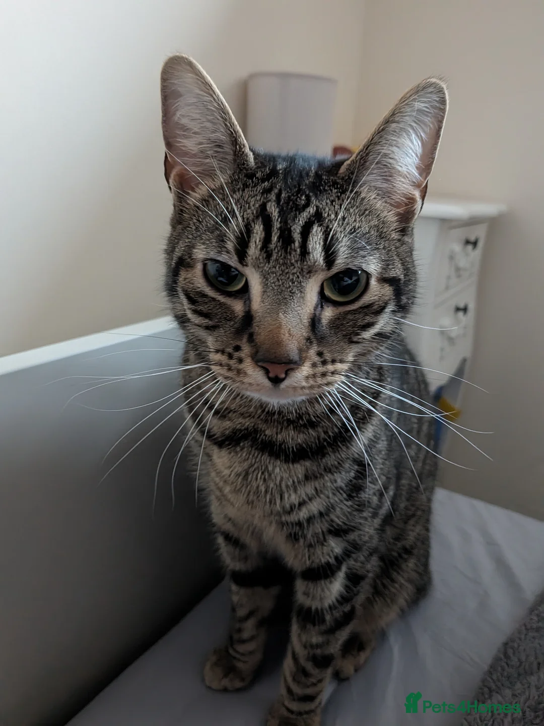 Domestic Shorthair cats for sale: Milo  - Advert 1