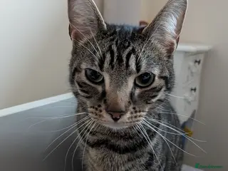 Domestic Shorthair cats Milo - Advert 7