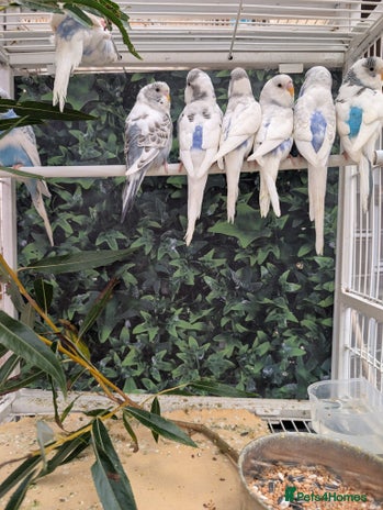 Budgerigars birds - Advert 6