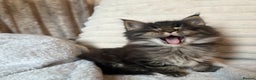 Maine Coon cats for sale: Gorgeous Maine Coon boy  - Advert 2