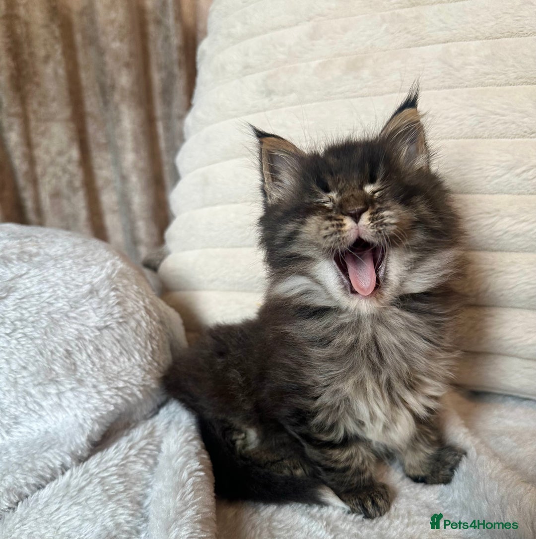 Maine Coon cats for sale: Gorgeous Maine Coon boy  - Advert 2