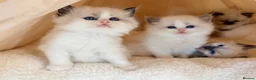 Ragdoll cats for sale: Champion pedigree Chucky Ragdoll babies  - Advert 12