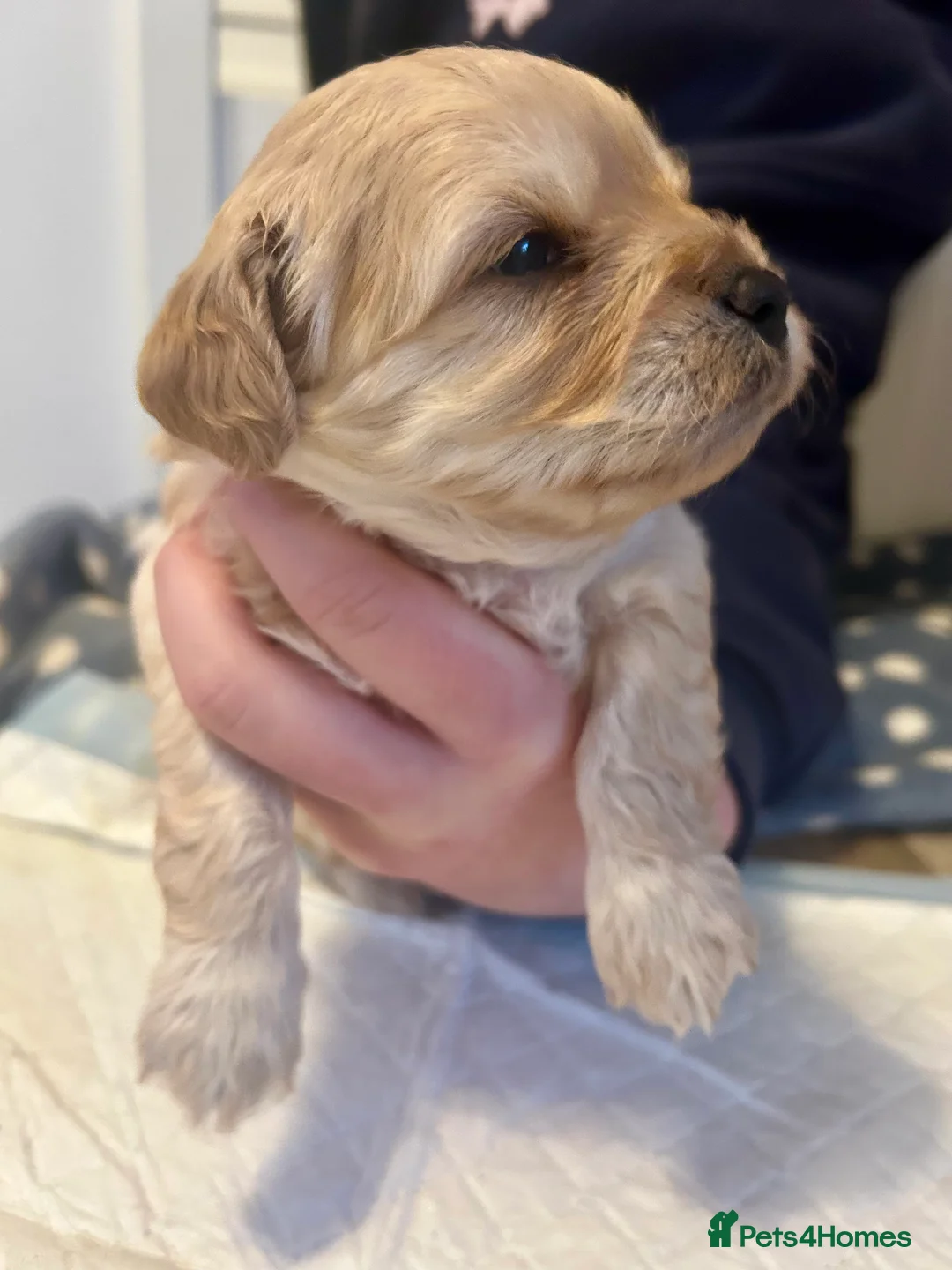 Cavapoochon dogs for sale: Three Cavapoochon Boys left - Advert 12